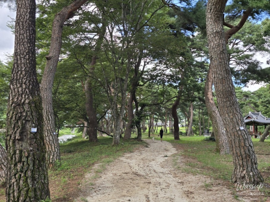 Exploring the Serene Beauty of Gochang's Galkye Forest_16