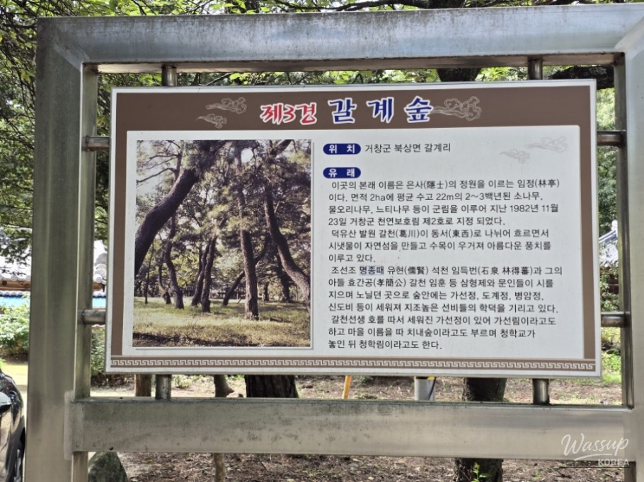 Exploring the Serene Beauty of Gochang's Galkye Forest_05