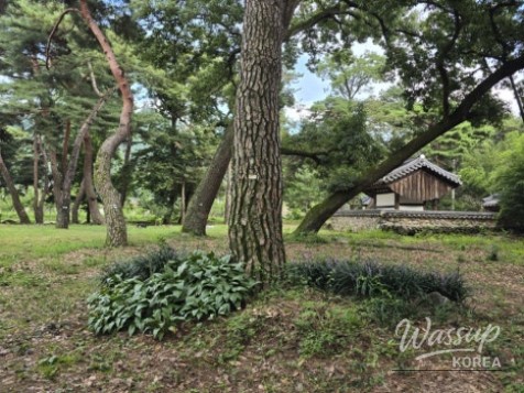 Exploring the Serene Beauty of Gochang's Galkye Forest_17