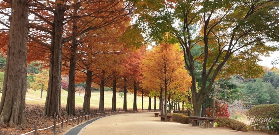 Exploring the Autumn Beauty of Chungbuk in September_03