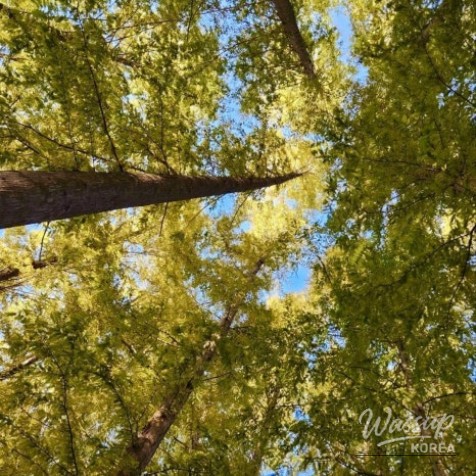 Exploring the Autumn Beauty of Chungbuk in September_04