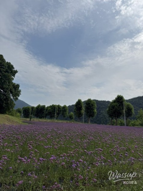 A Two-Day Trip to Danyang: Exploring Nature and Culture_03
