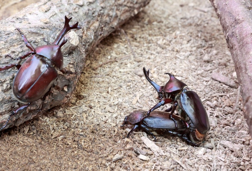 Explore Insects This Fall with the Insect Docent Tour_04