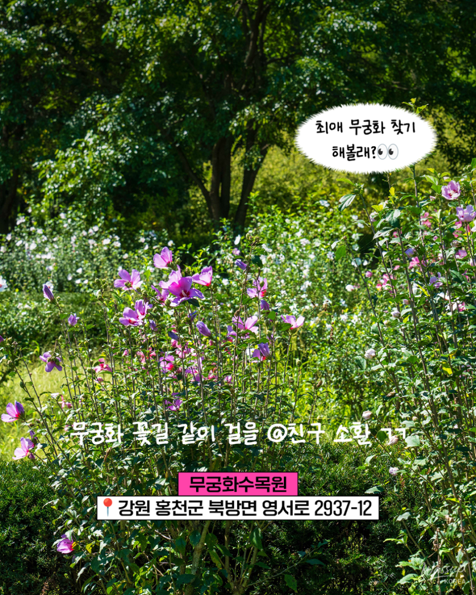 Discovering the Beauty of Hibiscus at Hongcheon Hibiscus Arboretum_04