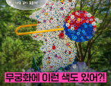 Discovering the Beauty of Hibiscus at Hongcheon Hibiscus Arboretum