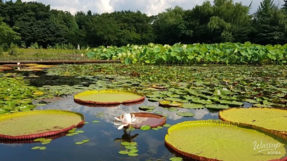 Explore the Exotic Beauty of Byeokchoji Arboretum_03