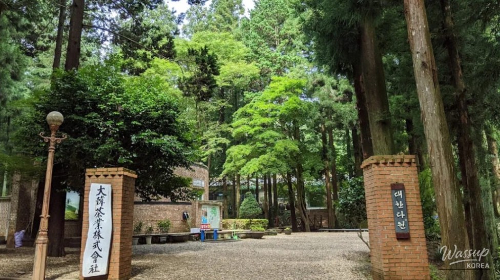 Discovering the Beauty of Boseong Daehan Tea Garden in August_01