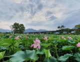 Discover the Beauty of Semiwon Garden in August