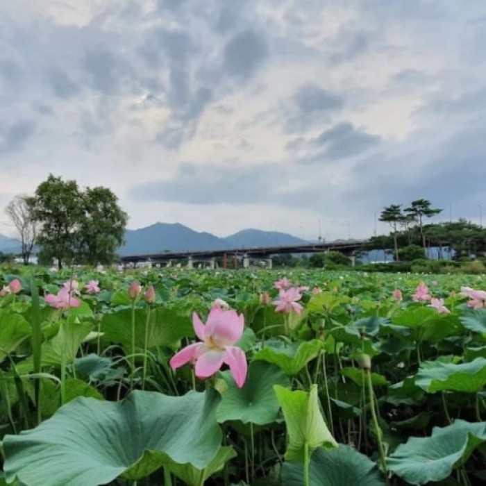 Discover the Beauty of Semiwon Garden in August