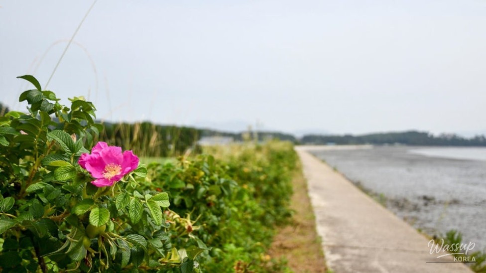 Discover the Charm of Sinshimodo: A Perfect Summer Getaway_03