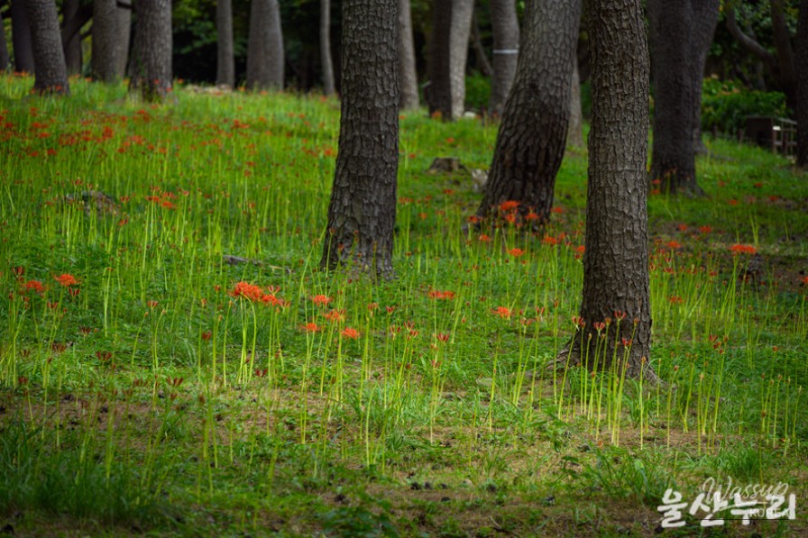 Exploring the Beauty of Daewangam Park in September_04