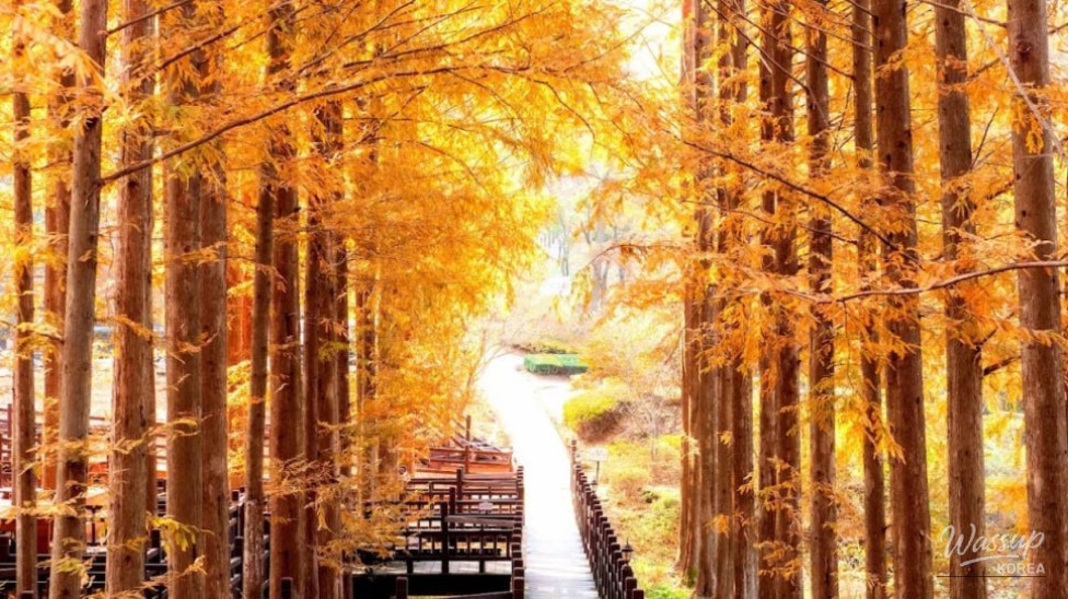 Exploring Cheongnamdae: A Refreshing Retreat in August_05