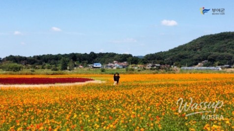 Autumn Beauty at Buyeo Gudrae_02