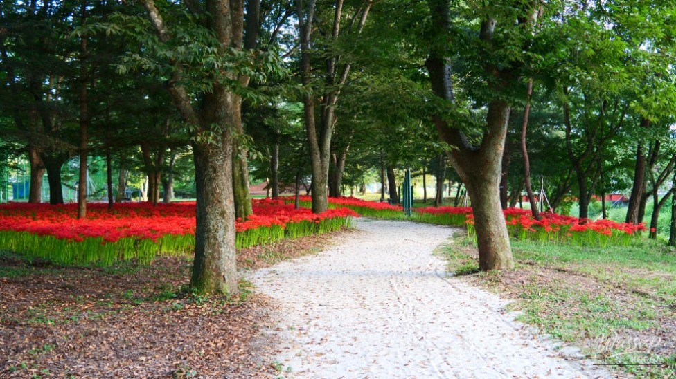 Discover the Hidden Gem of Gyeongnam: Galkye Forest_09