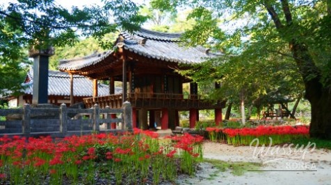 Discover the Hidden Gem of Gyeongnam: Galkye Forest_08