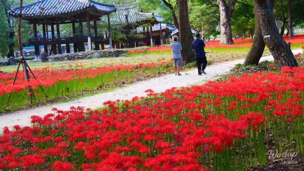 Discover the Hidden Gem of Gyeongnam: Galkye Forest_12