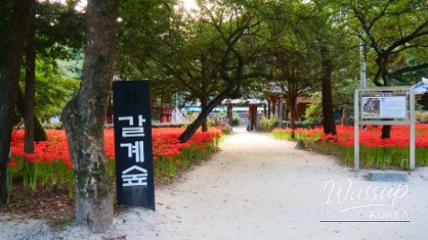 Discover the Hidden Gem of Gyeongnam: Galkye Forest_17