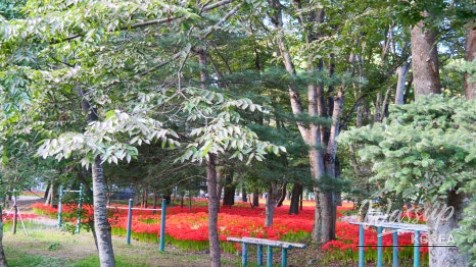 Discover the Hidden Gem of Gyeongnam: Galkye Forest_10