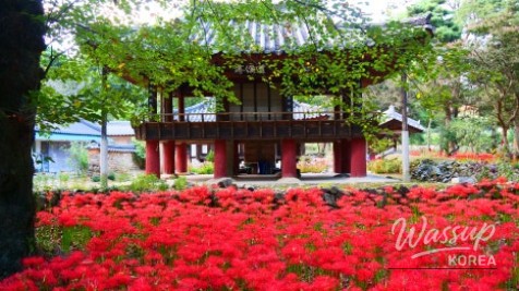 Discover the Hidden Gem of Gyeongnam: Galkye Forest_07