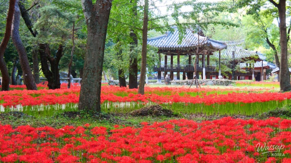 Discover the Hidden Gem of Gyeongnam: Galkye Forest_13