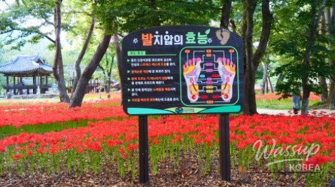Discover the Hidden Gem of Gyeongnam: Galkye Forest_11