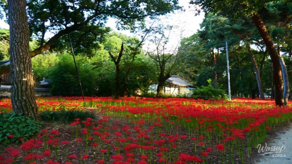Discover the Hidden Gem of Gyeongnam: Galkye Forest_06