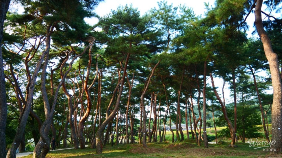 Discover the Hidden Gem of Gyeongnam: Galkye Forest_05