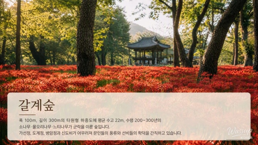 Discover the Hidden Gem of Gyeongnam: Galkye Forest_01