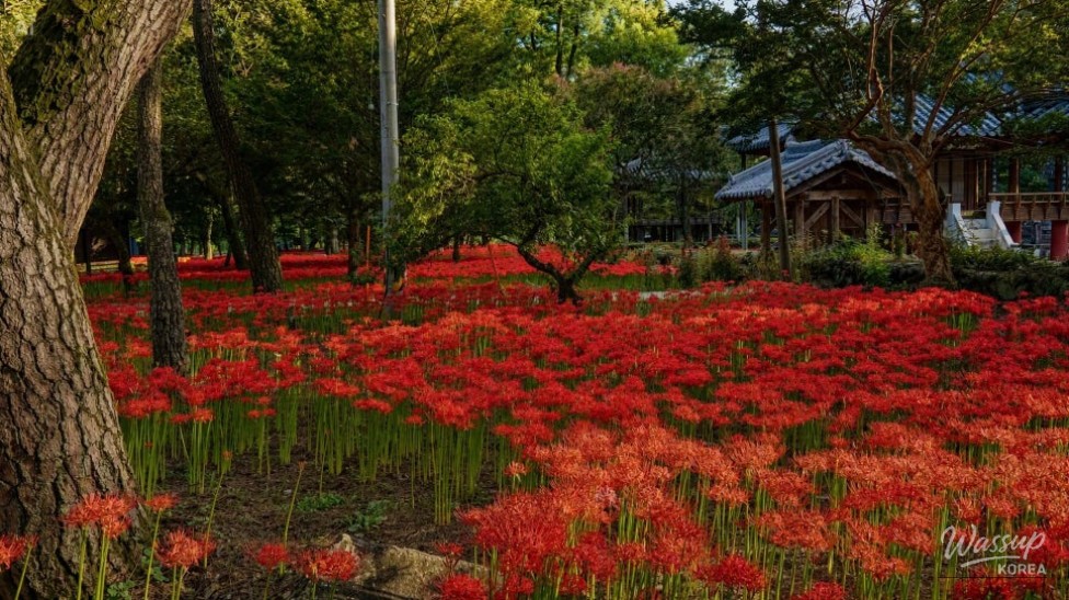Discover the Hidden Gem of Gyeongnam: Galkye Forest_02
