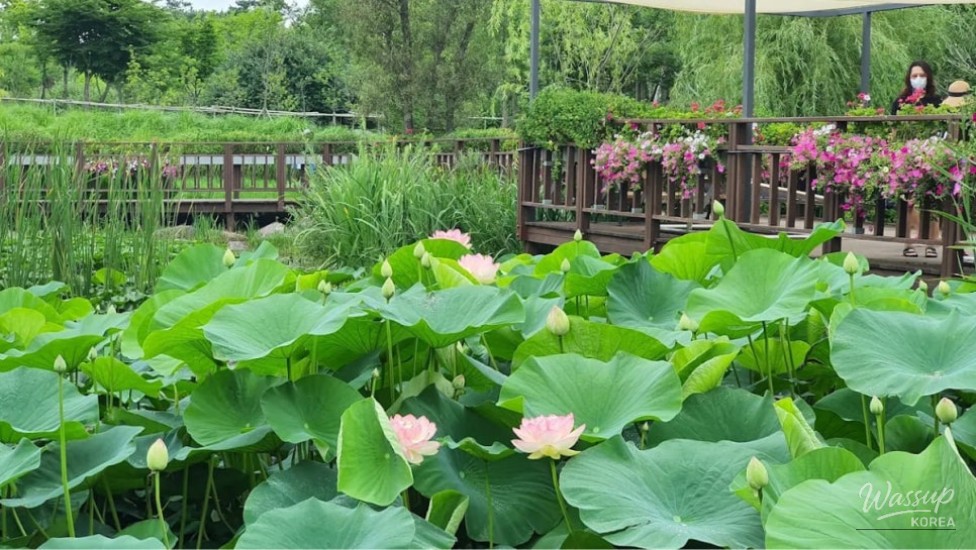 Discovering the Beauty of Badahyanggi Arboretum_01