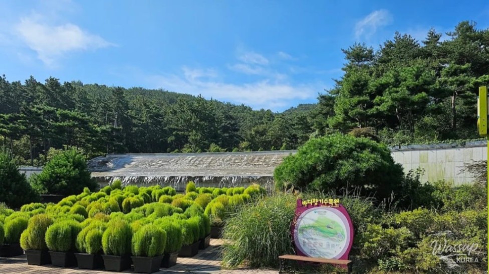 Discovering the Beauty of Badahyanggi Arboretum_04