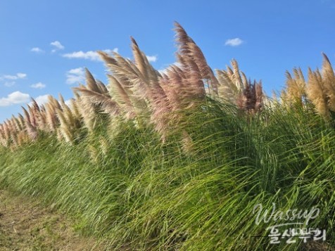 Exploring the Autumn Beauty of Ulsan's Sudo_10