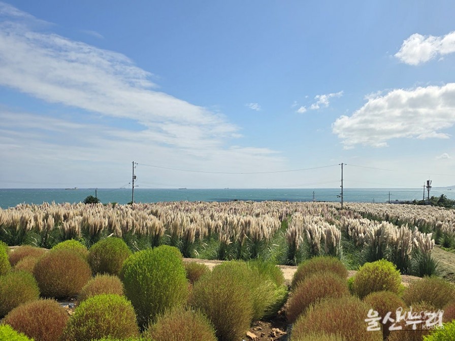 Exploring the Autumn Beauty of Ulsan's Sudo_07