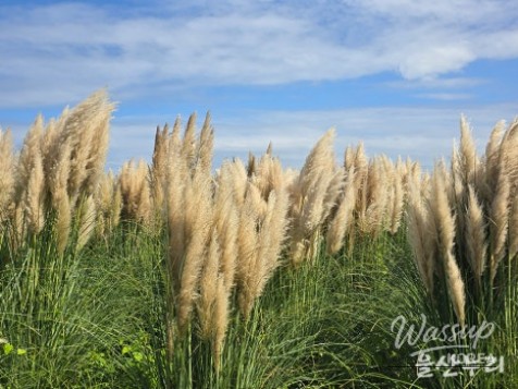 Exploring the Autumn Beauty of Ulsan's Sudo_09