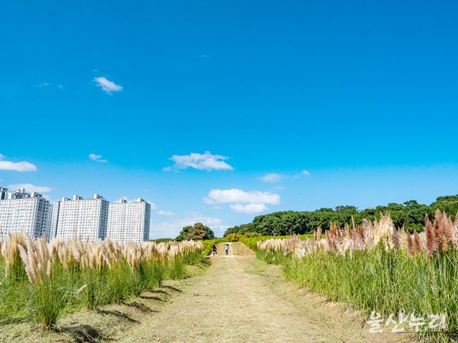 Exploring the Autumn Beauty of Ulsan's Sudo_08