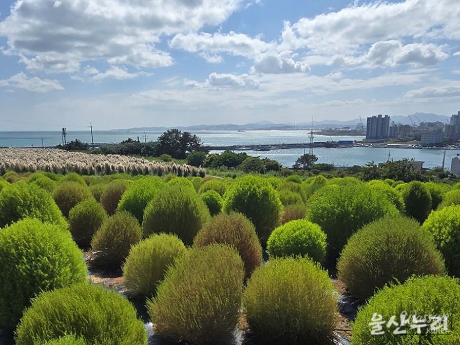Exploring the Autumn Beauty of Ulsan's Sudo_05