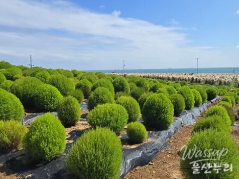 Exploring the Autumn Beauty of Ulsan's Sudo_04