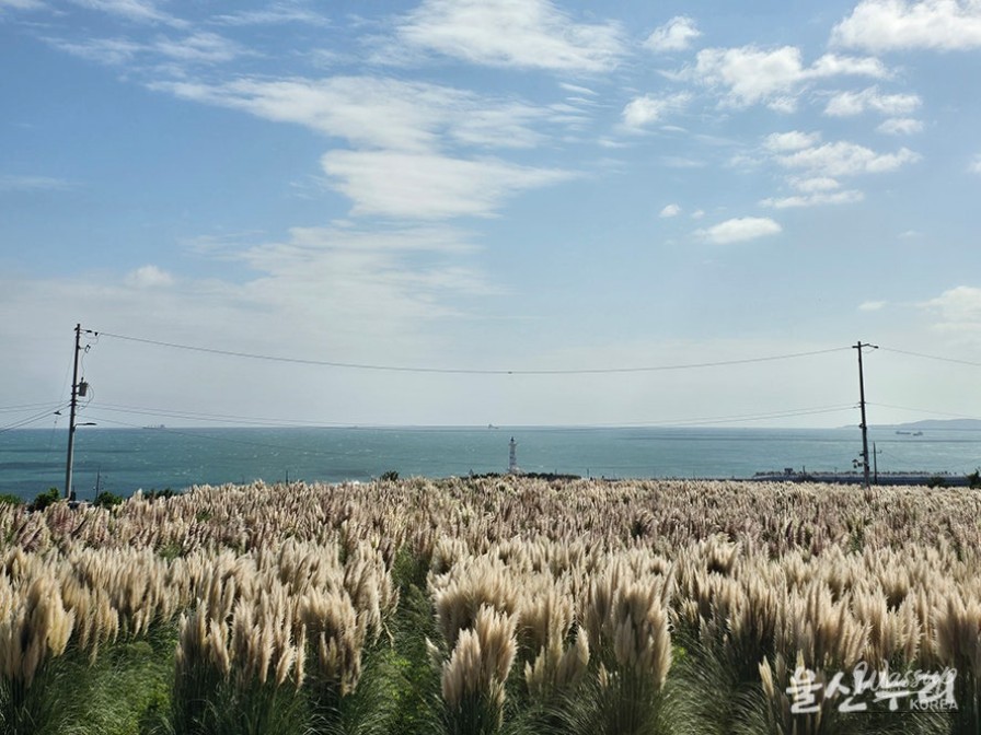 Exploring the Autumn Beauty of Ulsan's Sudo_11