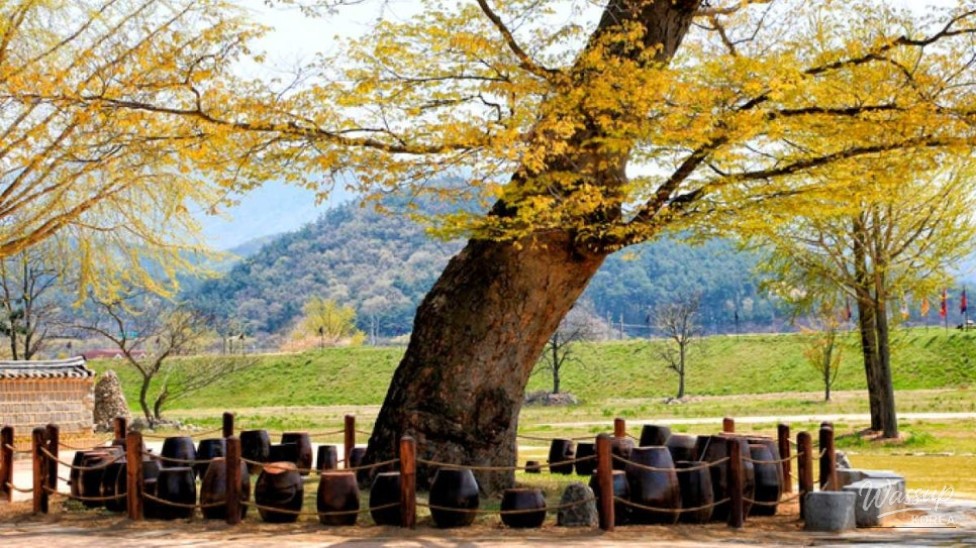Exploring the Historic Haemi Eupseong: A Perfect Autumn Getaway_04