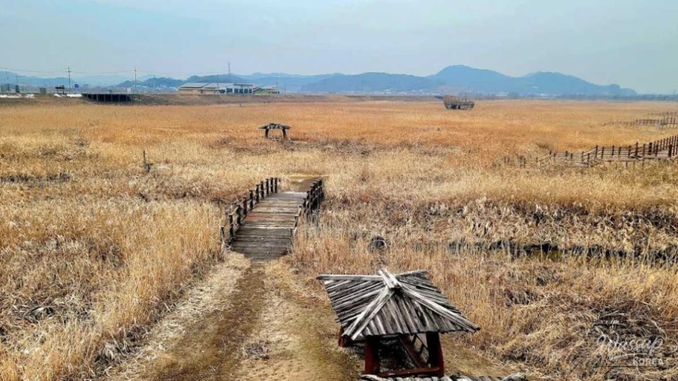 Exploring the Enchanting Shinsung Reed Field in September_04