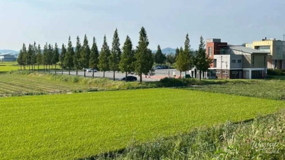 Exploring the Enchanting Shinsung Reed Field in September_01