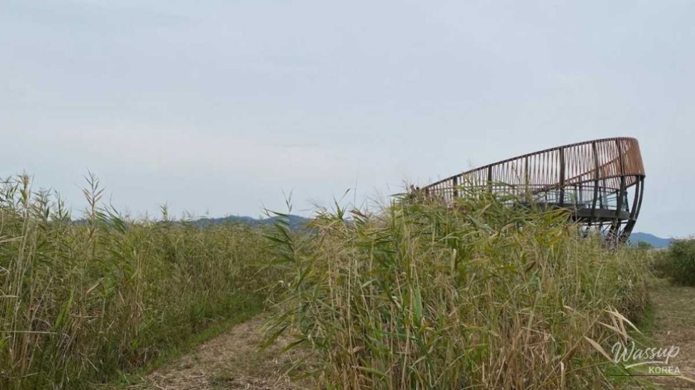 Exploring the Enchanting Shinsung Reed Field in September_02