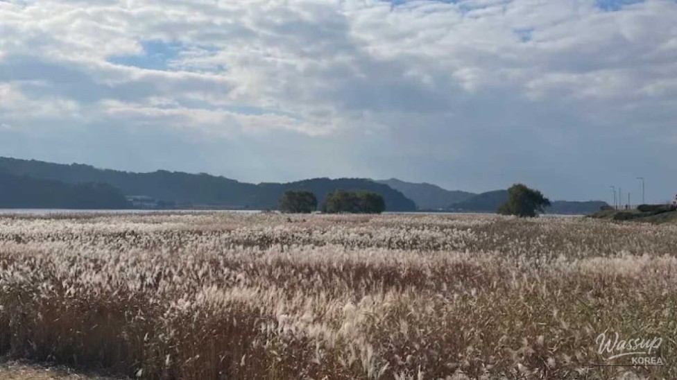 Exploring the Enchanting Shinsung Reed Field in September_03