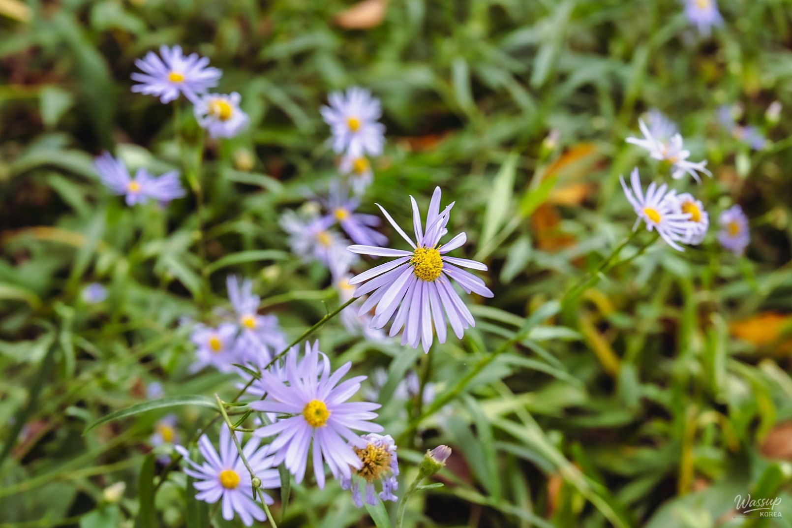 Discovering the Healing Path of Samsun Mountain Arboretum_02