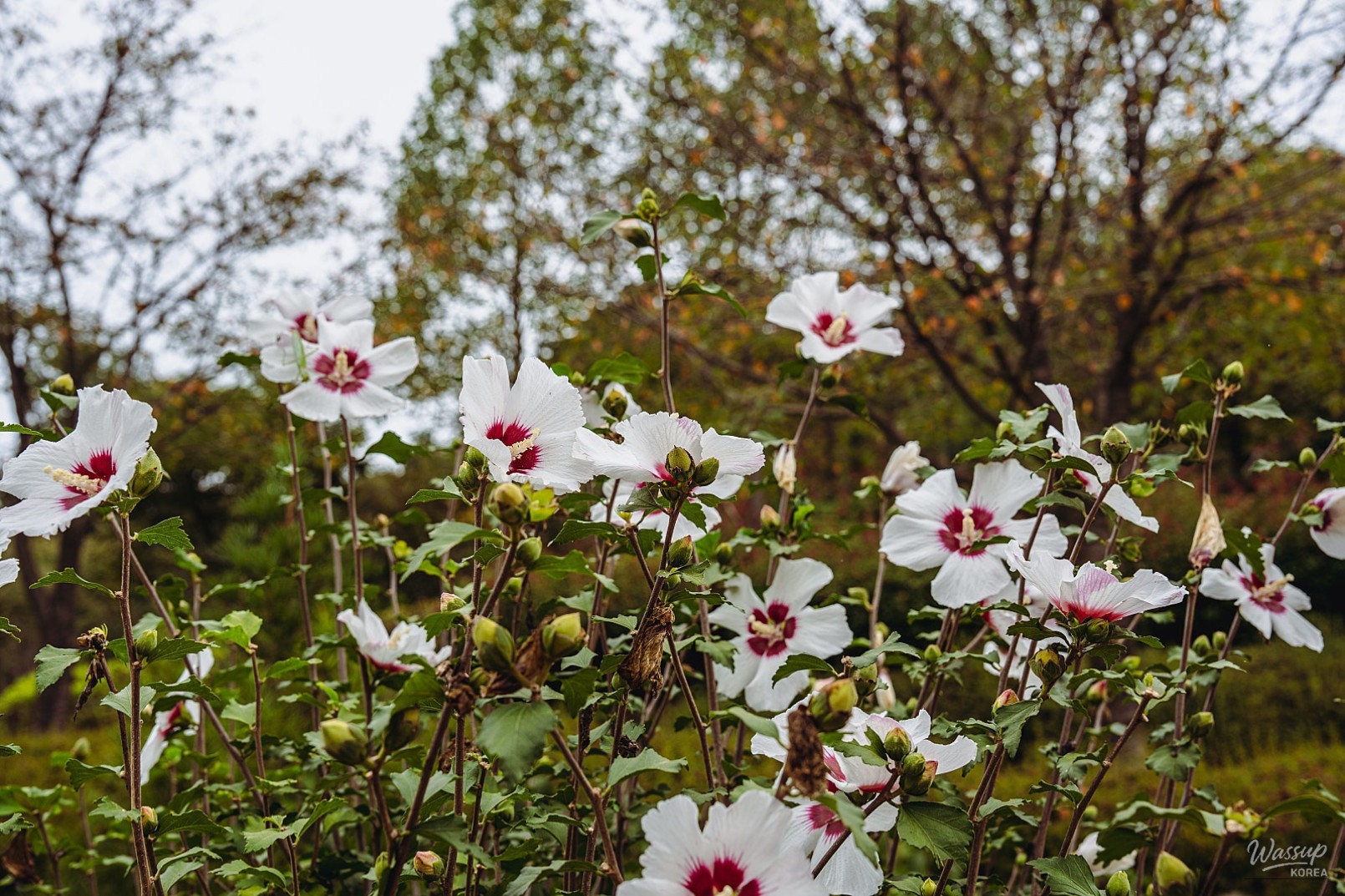 Discovering the Healing Path of Samsun Mountain Arboretum_03