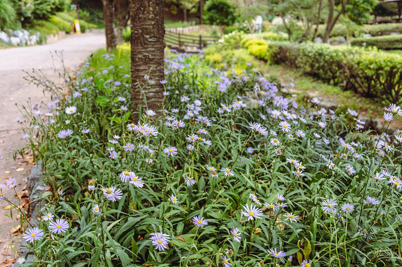 Discovering the Healing Path of Samsun Mountain Arboretum_04