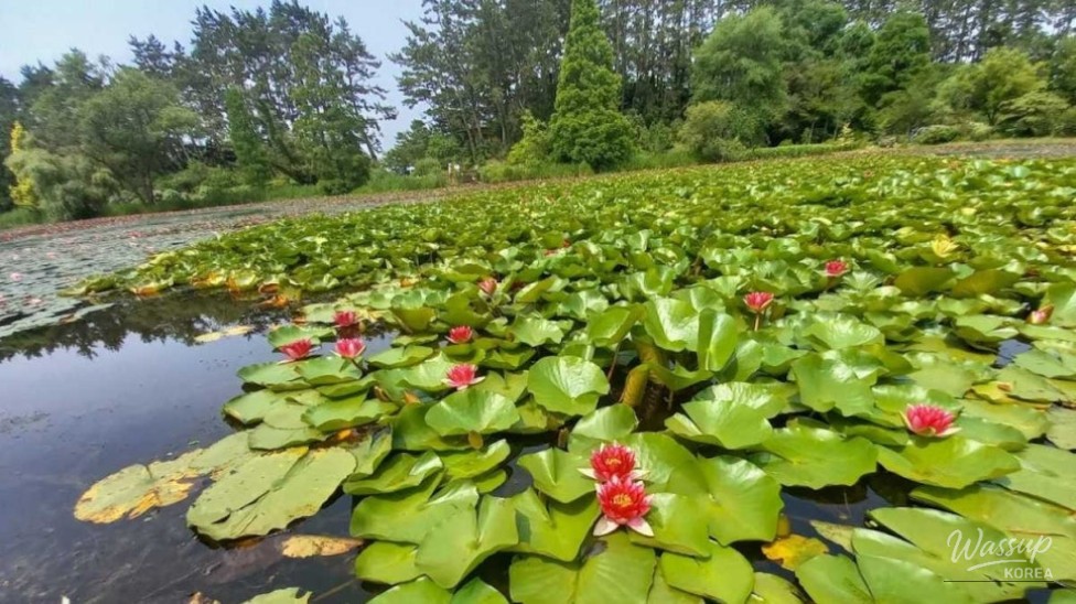 The Enchantment of Cheonripo Arboretum in September_04