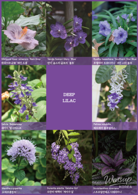 Discover Colors at the Seoul Botanical Garden_02