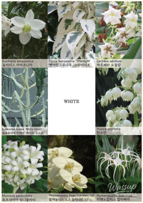 Discover Colors at the Seoul Botanical Garden_03