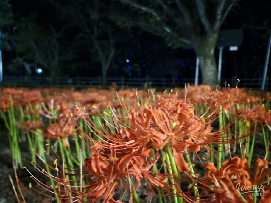 A Magical Autumn Night at Susungdae_04